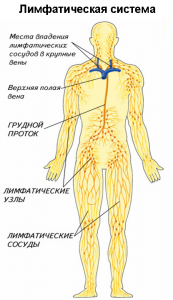 Структура лимфатической системы
